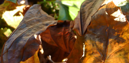 autumn-leaves-mulch