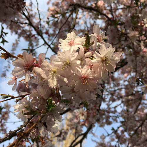 SGS cherry blossom