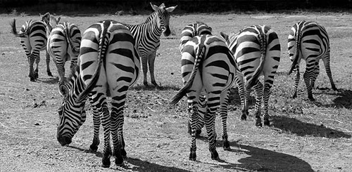 johdiblog zebras