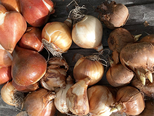 tara onions