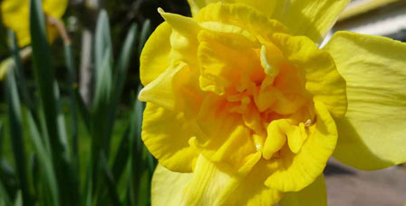 tarablog yellow daffodil