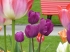 350 varieties of tulips at the 54th edition of The Morges Tulip Festival