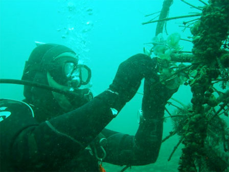 diving2