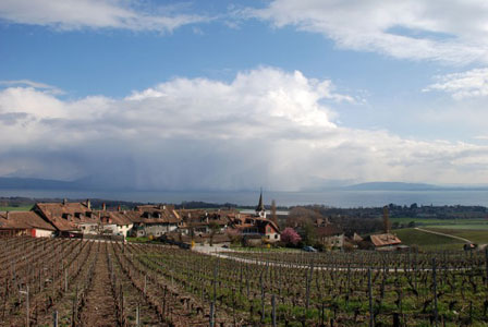 fechy village vines storm lake geneva web3