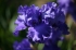 57th Opening of Vullierens Iris Gardens