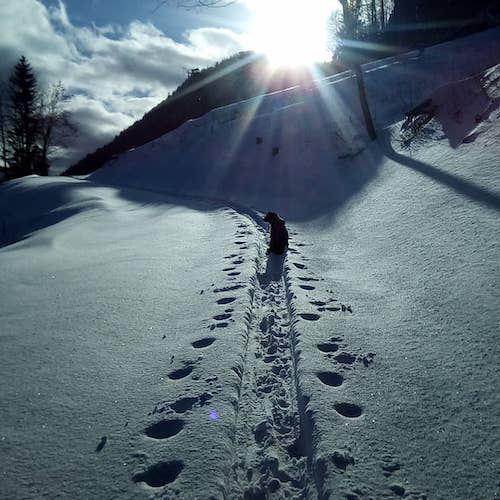 Snowshoe track
