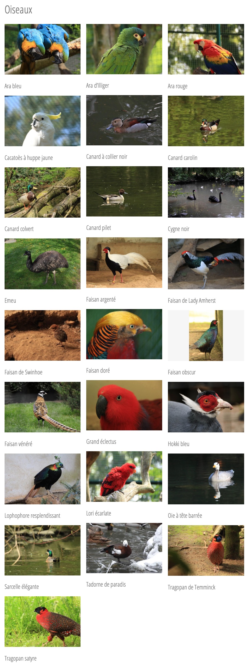 servionbirds