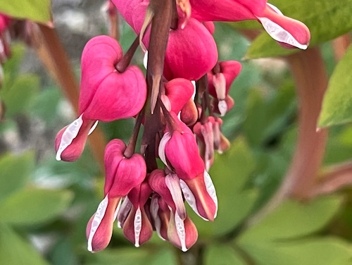 bleedingheartLisaCirieco