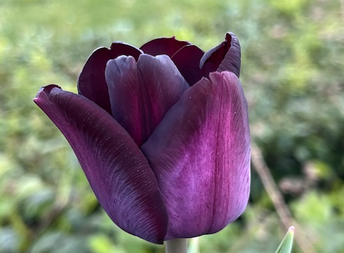 tulippurple2026LisaCirieco