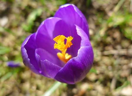 purple-crocus-up-close448