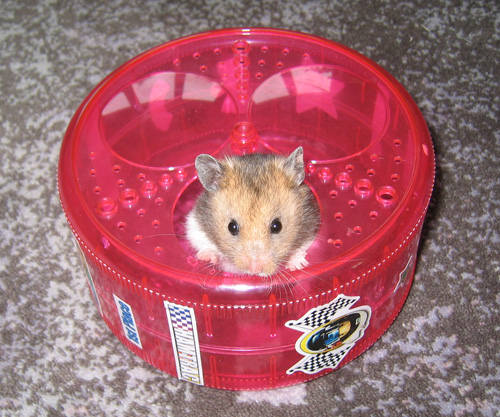 Benjamin hamster