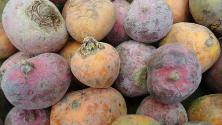 golden red beets