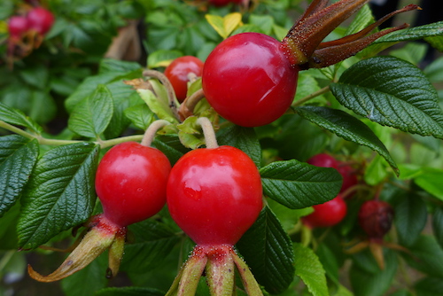 rosehips500