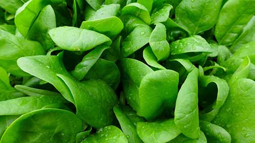 tara spinach leaves
