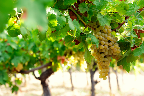 white grapes