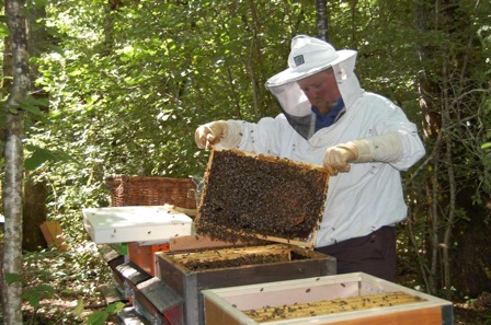 Paul Foley tends to his bees