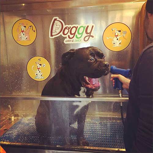 doggywash2