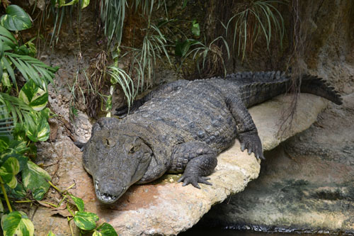  AQUATIS Crocodylus suchusM Ansermet