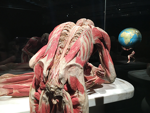 bodyworlds back