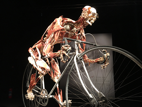 bodyworlds cyclist