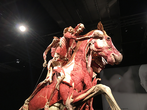 bodyworlds horse