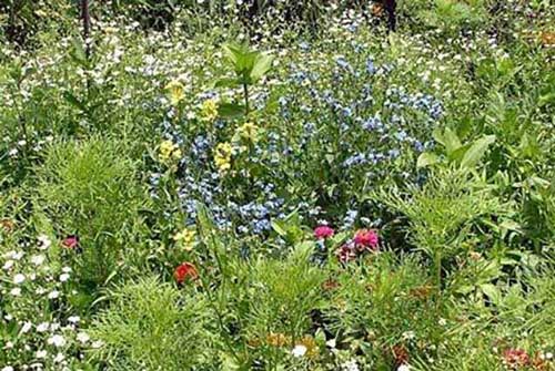 seedball wildflowers