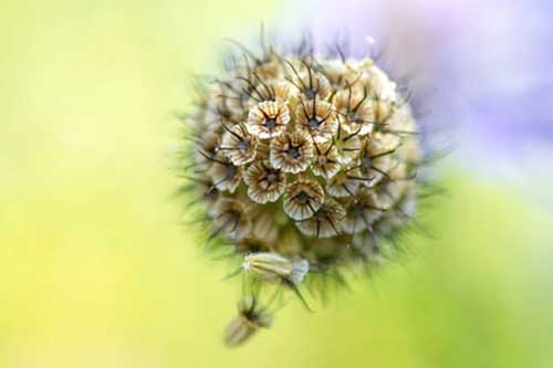 catherine lewis scabiosa