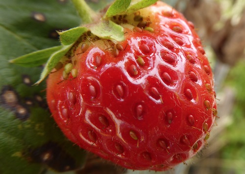 Cirieco Strawberry