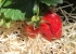 Strawberry picking makes for a great activity