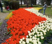 croppedtulips