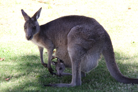 kangeroo